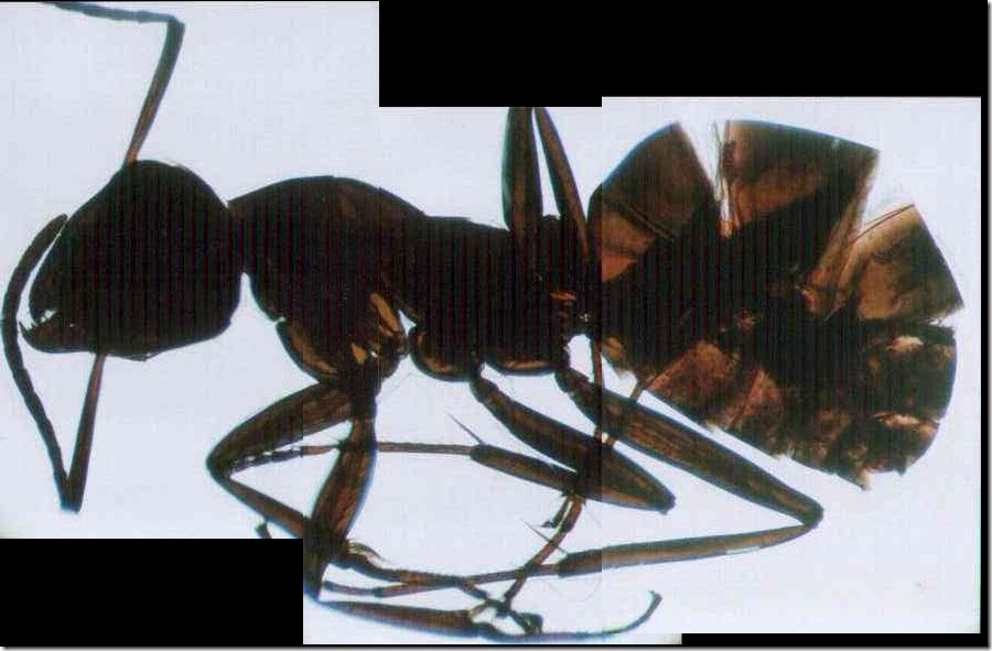 ant_40