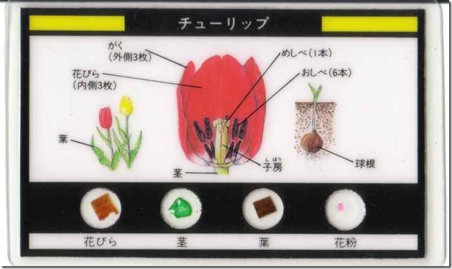 tulip0a