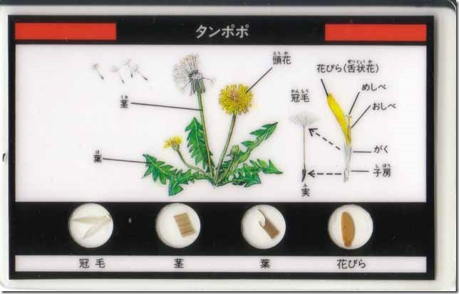 dandelion0a
