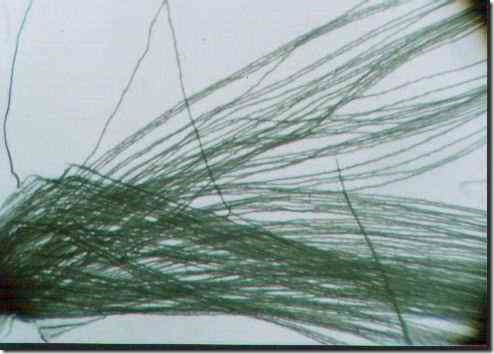 dandelion1a