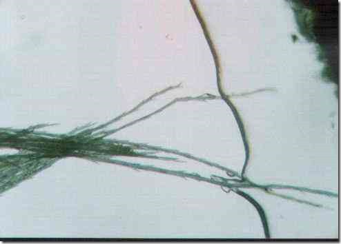 dandelion1b