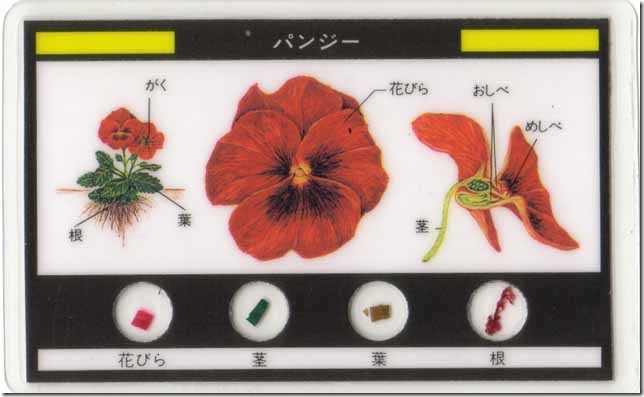 pansy0a