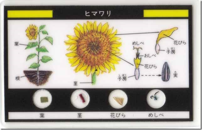 sunflower0a