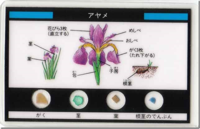 iris0a