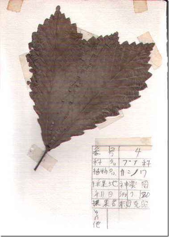 plant04
