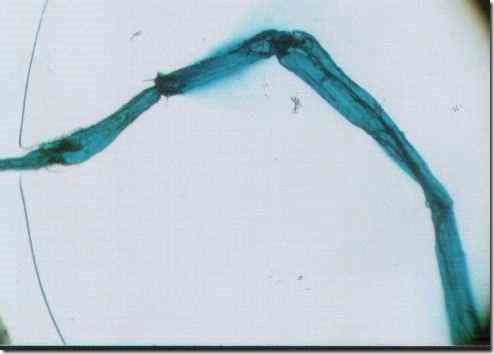 dragonfly3a