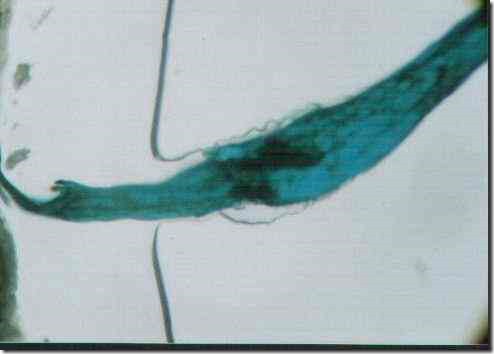 dragonfly3b