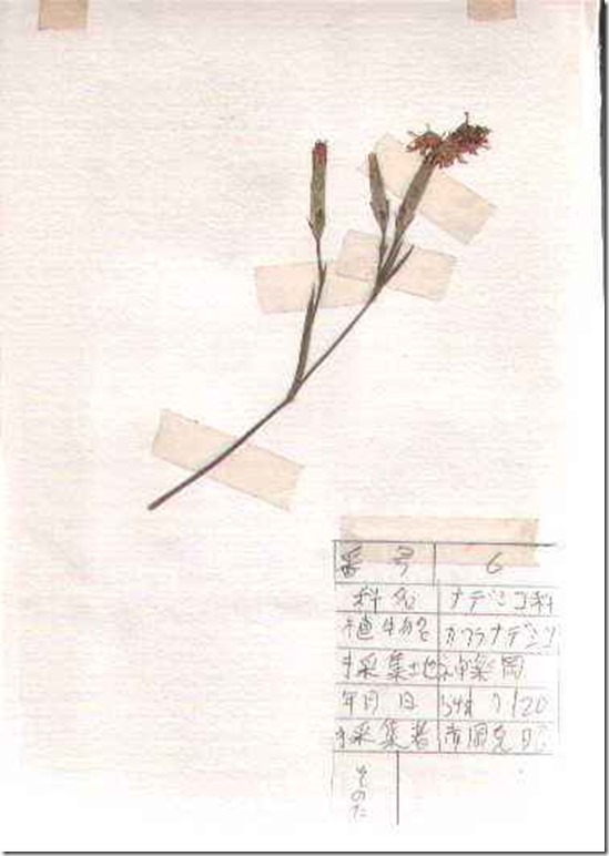 plant06