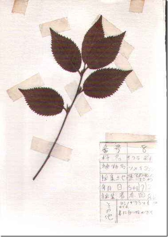 plant08