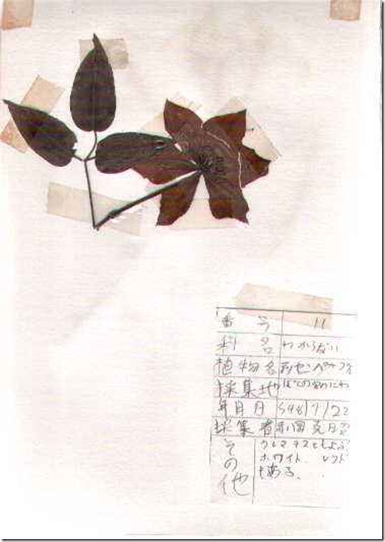 plant11