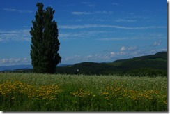 IMGP2311
