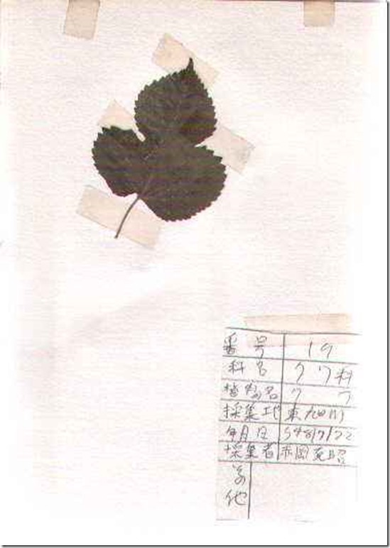 plant19