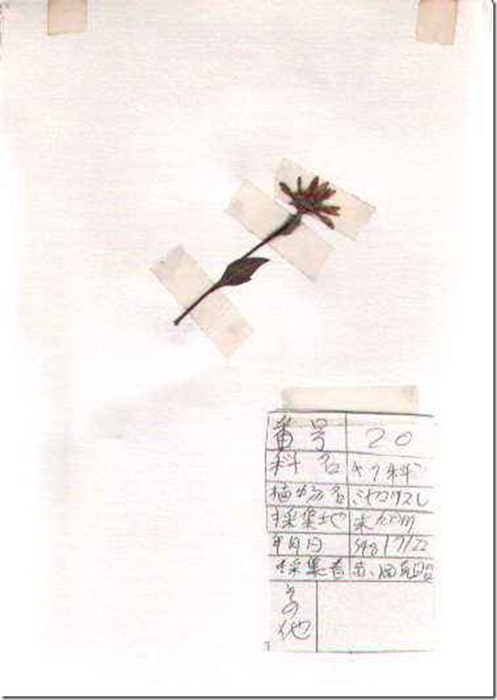 plant20