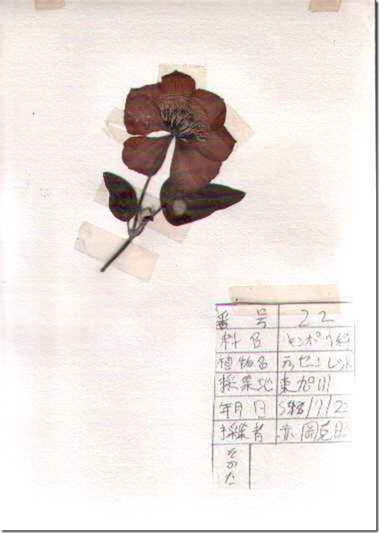 plant22