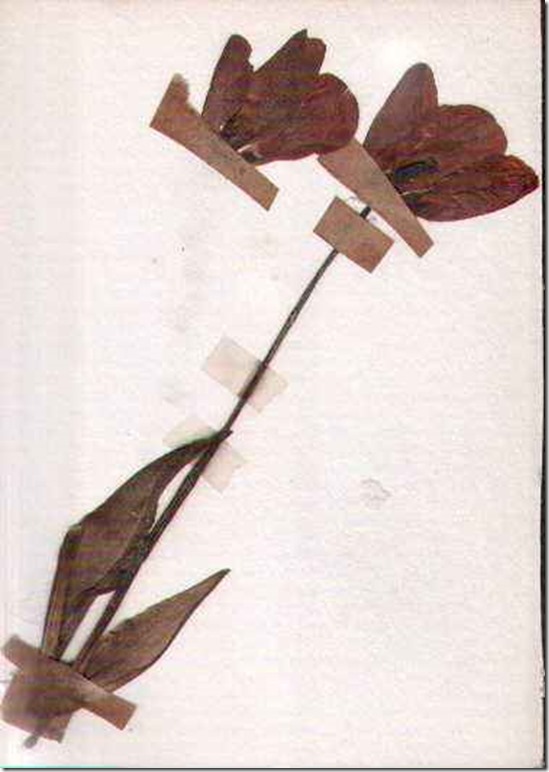 plant25