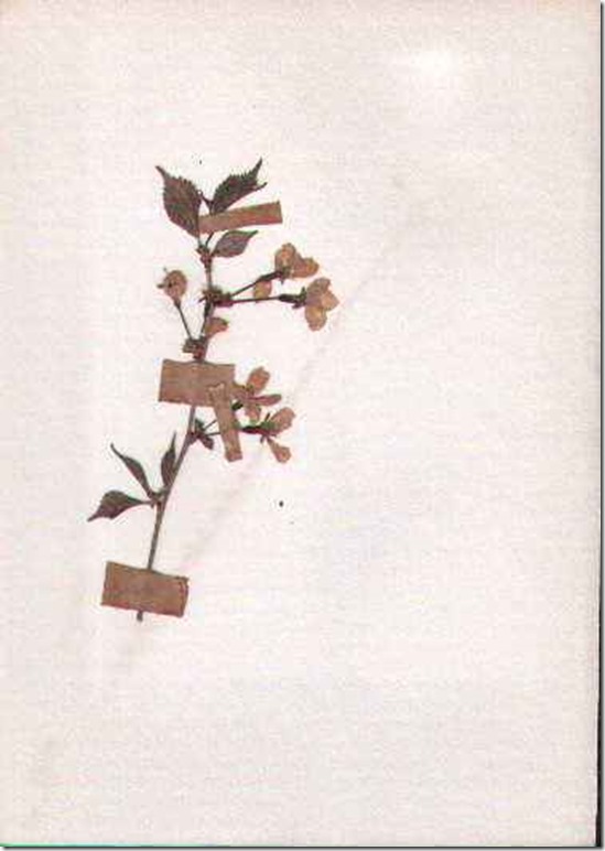 plant26