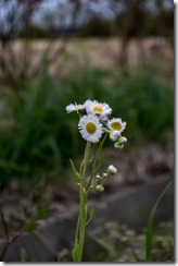 IMGP1241
