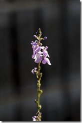 IMGP1297